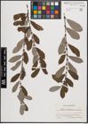 Foto von Salix cinerea L.